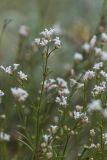 Asperula cynanchica