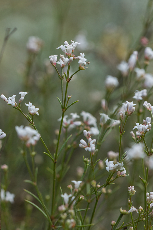 Изображение особи Asperula cynanchica.