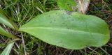 Platanthera bifolia