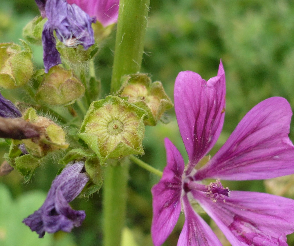Image of Malva mauritiana specimen.