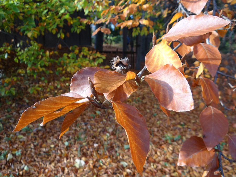 Изображение особи Fagus sylvatica.