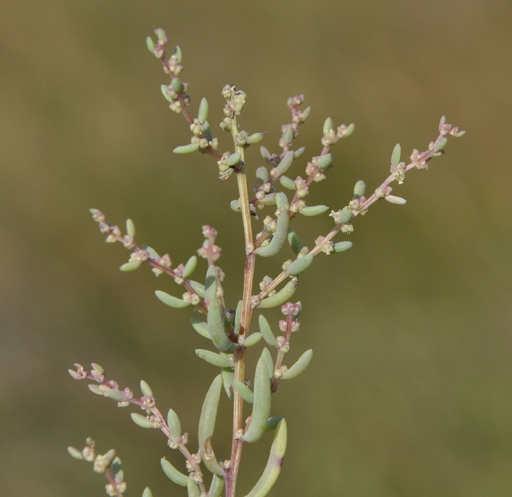 Image of Suaeda maritima specimen.