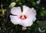 Hibiscus syriacus