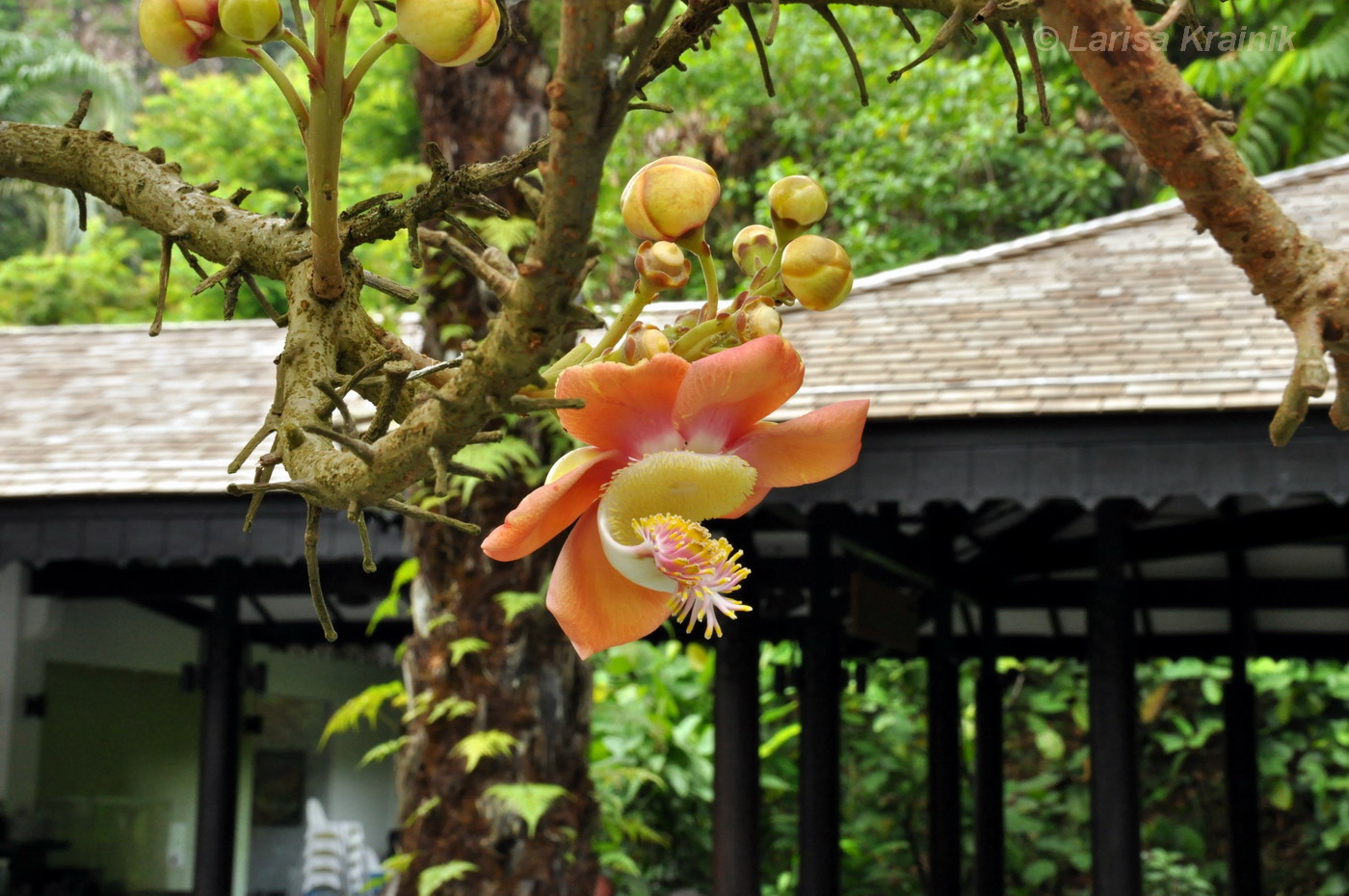 Изображение особи Couroupita guianensis.