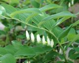 Polygonatum glaberrimum. Верхушка цветущего растения. Краснодарский край, Черноморское побережье Кавказа, окрестности Геленджика, территория Верхнего парка сафари. 05.05.2013.