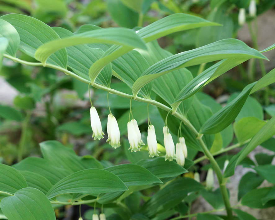 Изображение особи Polygonatum glaberrimum.