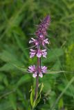 Stachys palustris