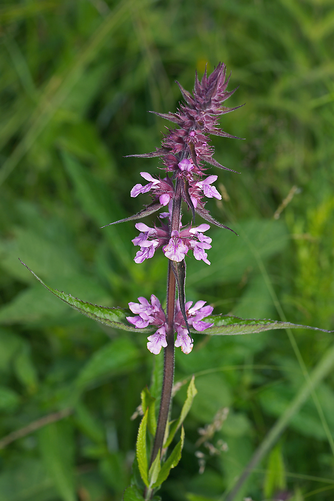 Изображение особи Stachys palustris.