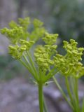 Ferulago galbanifera. Соцветие. Крым, Ю. склон Ай-Петринской яйлы. 28 июня 2009 г.