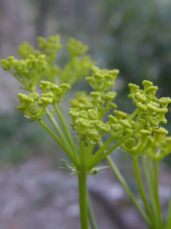 Image of Ferulago galbanifera specimen.