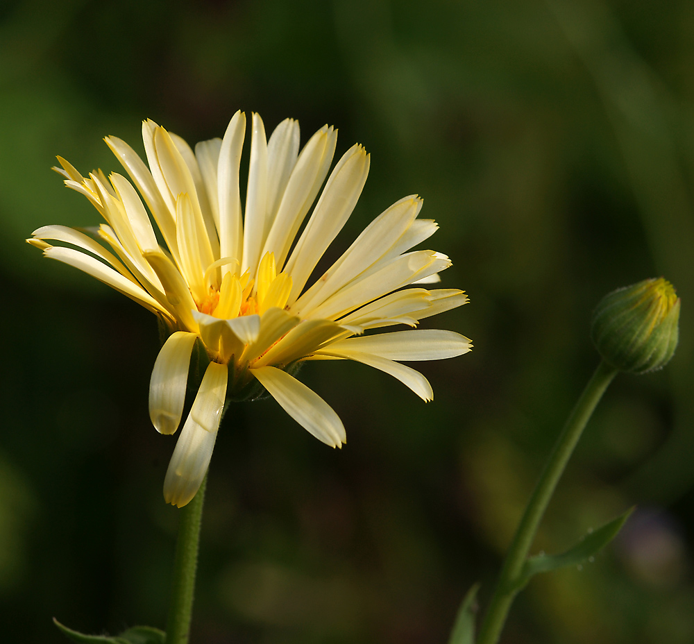Image of Calendula officinalis specimen.