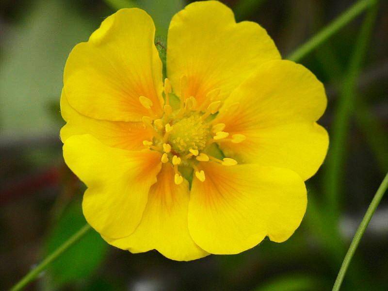 Image of Potentilla stolonifera specimen.