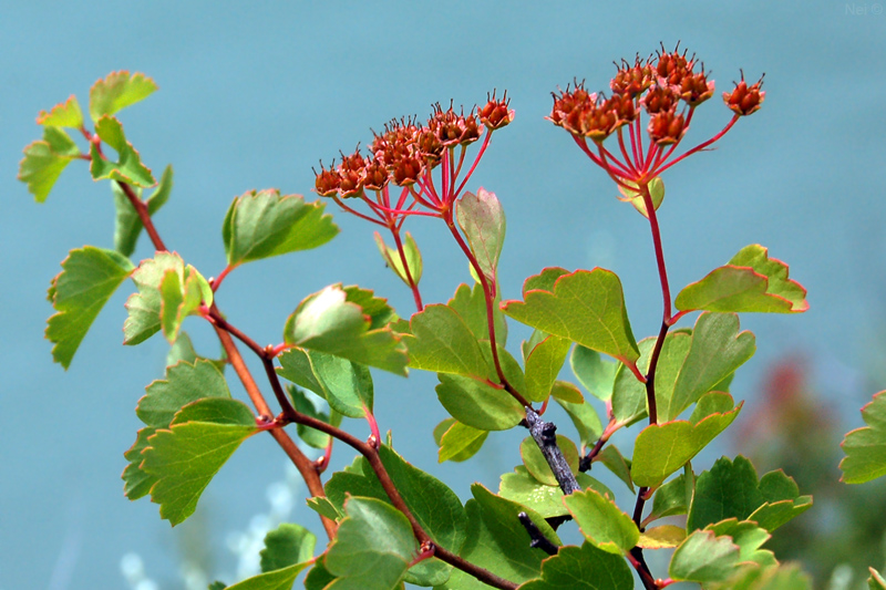 Image of Spiraea trilobata specimen.