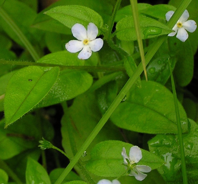 Image of Trigonotis radicans specimen.