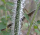 Chelidonium majus. Часть стебля (видно опушение). Курская обл., Железногорский р-н, с. Жидеевка, ур. Жидеевская дача, опушка леса. 30 апреля 2009 г.