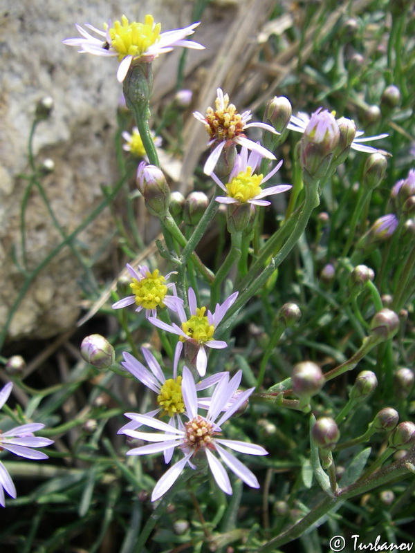 Image of Tripolium pannonicum specimen.