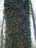 Hedera helix