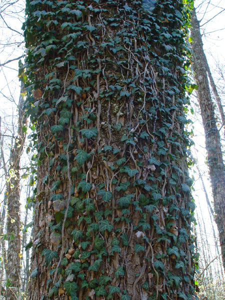 Изображение особи Hedera helix.