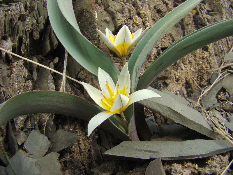 Image of Tulipa orthopoda specimen.