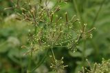 Chaerophyllum aromaticum