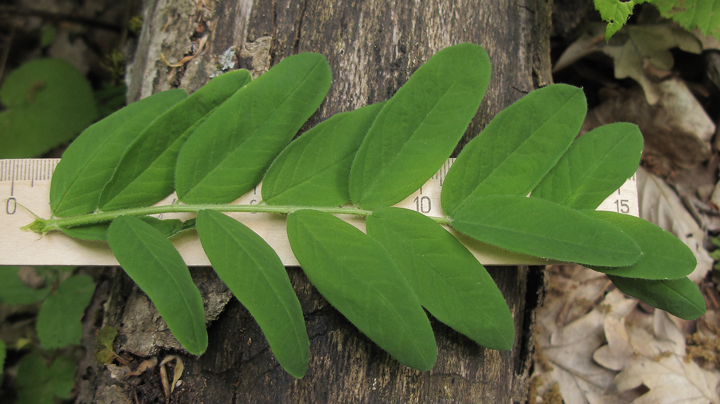 Image of Astragalus glycyphylloides specimen.