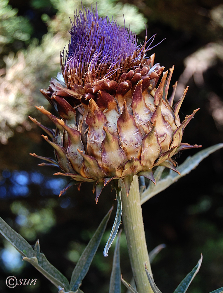 Изображение особи Cynara scolymus.