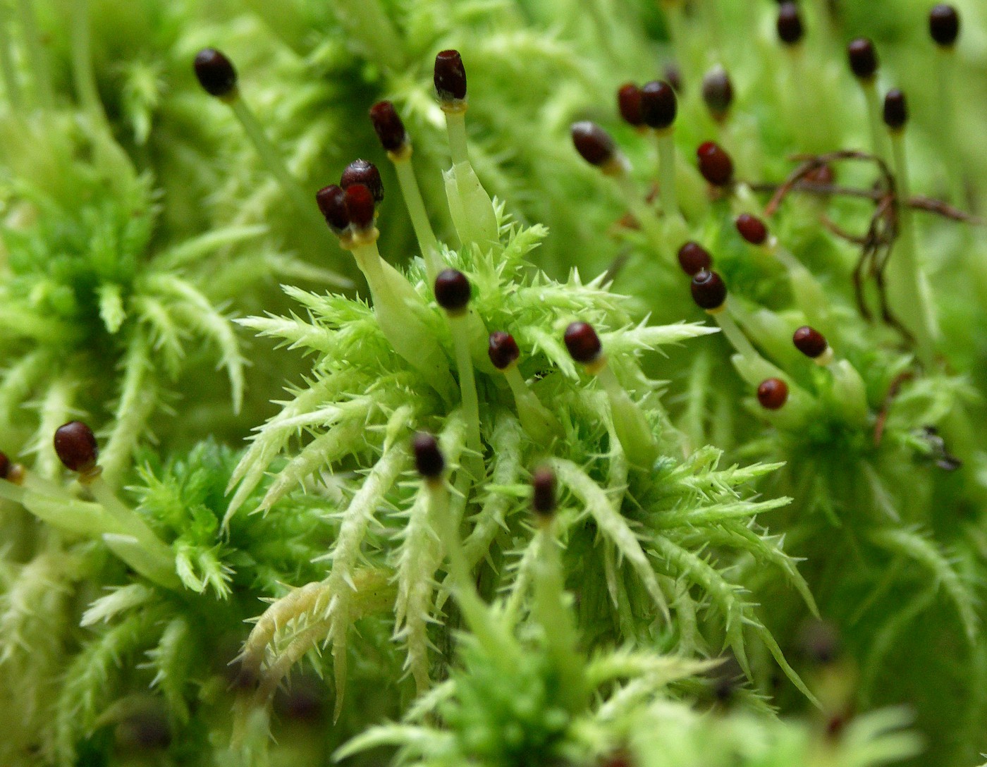 Изображение особи Sphagnum squarrosum.