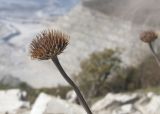 genus Anthemis. Верхушка побега с сухим соплодием. Краснодарский край, м/о г. Новороссийск, хр. Маркотх, гора Сахарная Голова. 04.10.2014.