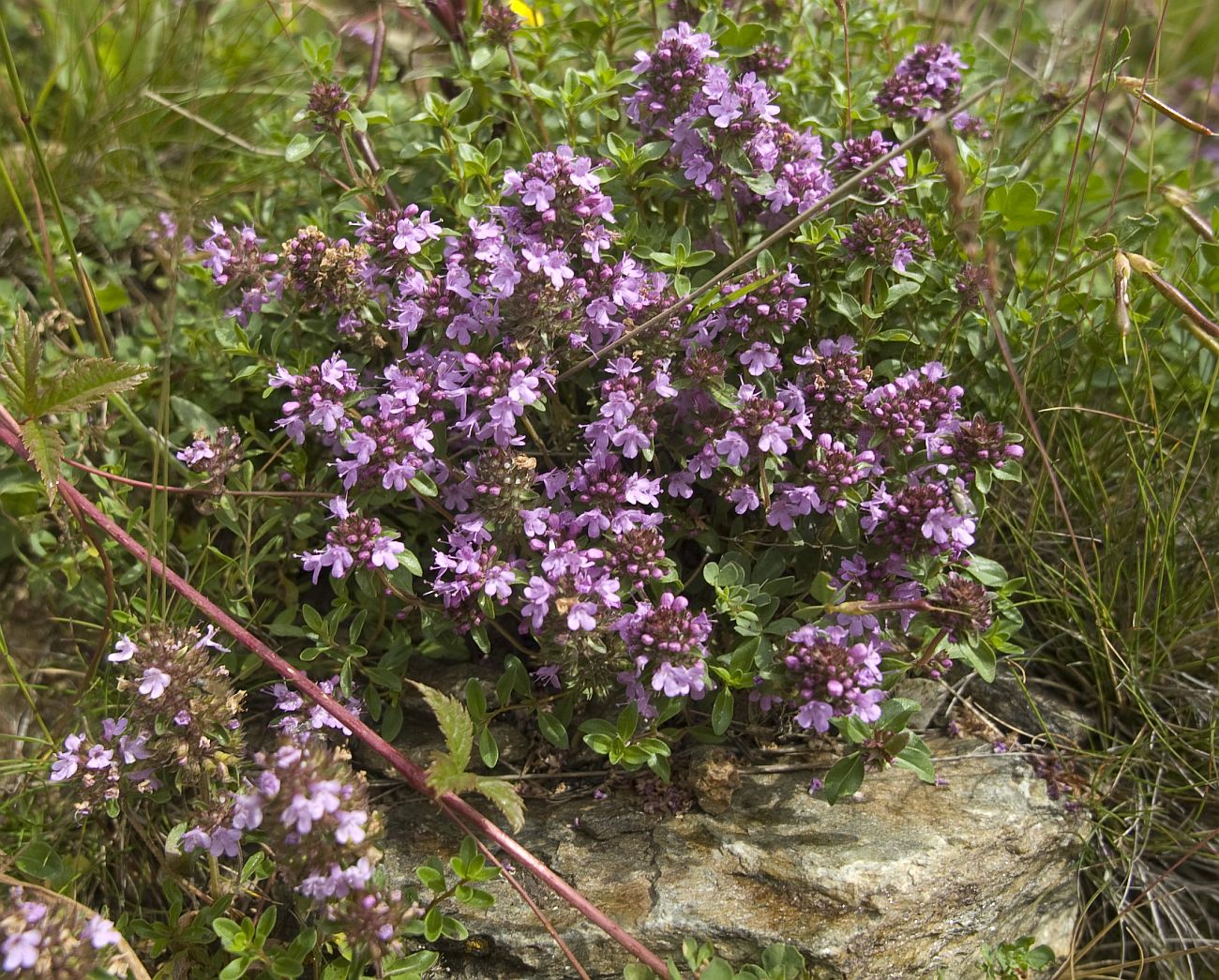 Изображение особи Thymus caucasicus.