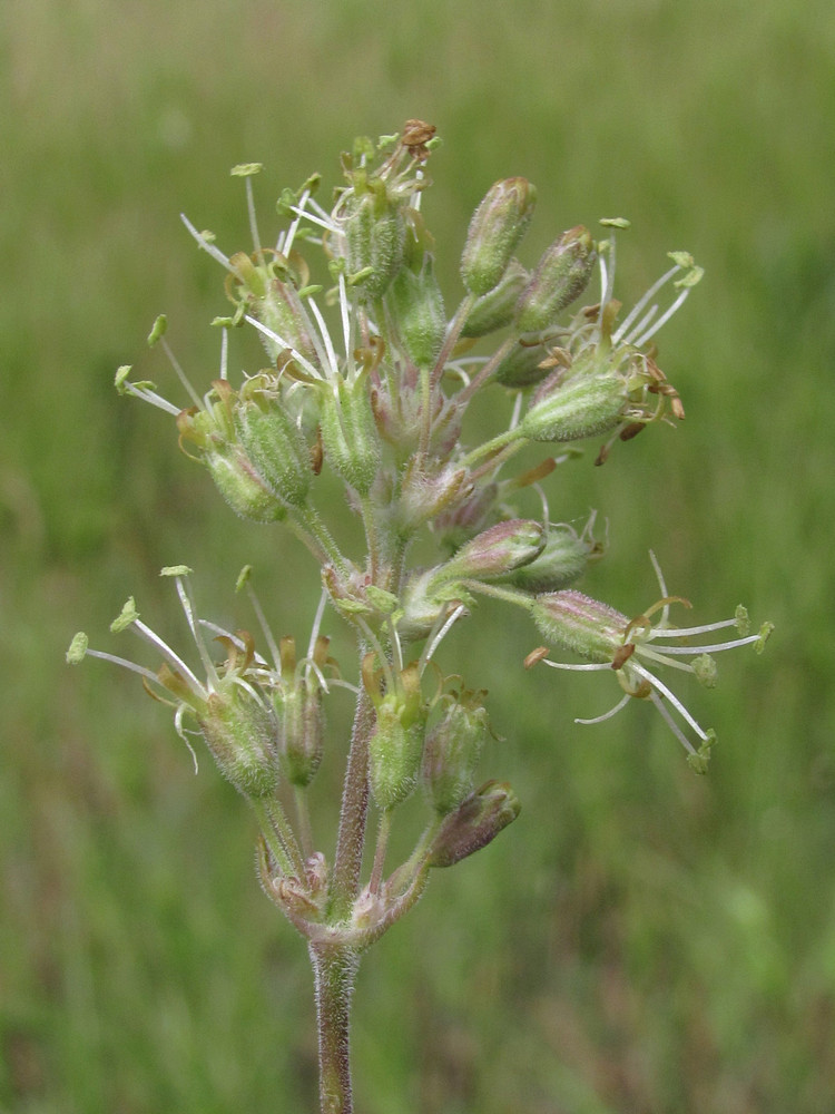 Изображение особи Silene hellmannii.