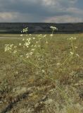 Seseli varium. Цветущее растение. Крым, окр. Феодосии, Баракольская долина, берег солёного озера. 10 июля 2015 г.