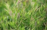 Clematis lathyrifolia. Листья. Черноморское побережье Кавказа, м/о город-курорт Анапа, окр. пос. Супсех, заросли травянистой растительности у обрывистого приморского склона. 3 мая 2015 г.