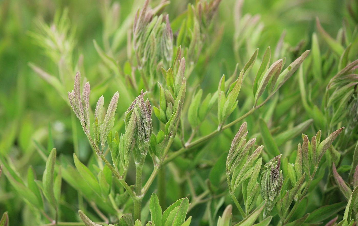 Изображение особи Clematis lathyrifolia.