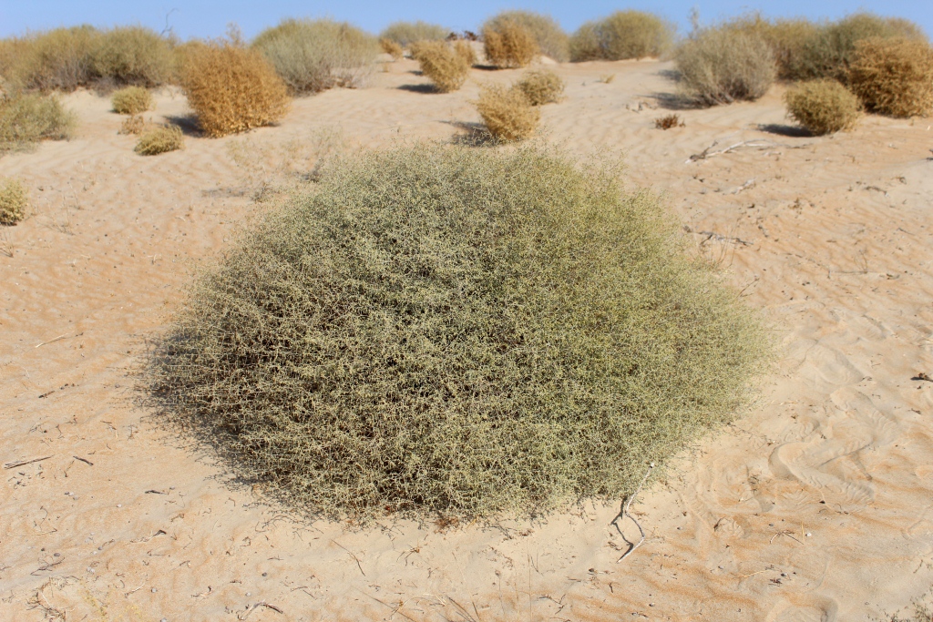 Изображение особи Artemisia santolina.