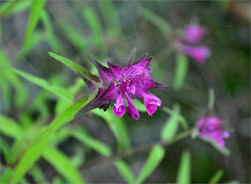 Изображение особи Melampyrum setaceum.