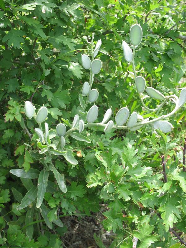 Image of Fibigia eriocarpa specimen.