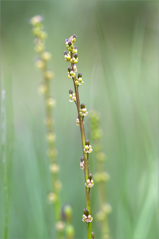 Image of Triglochin palustris specimen.