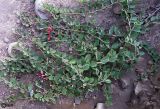 Capparis herbacea