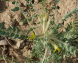 Astragalus lanuginosus