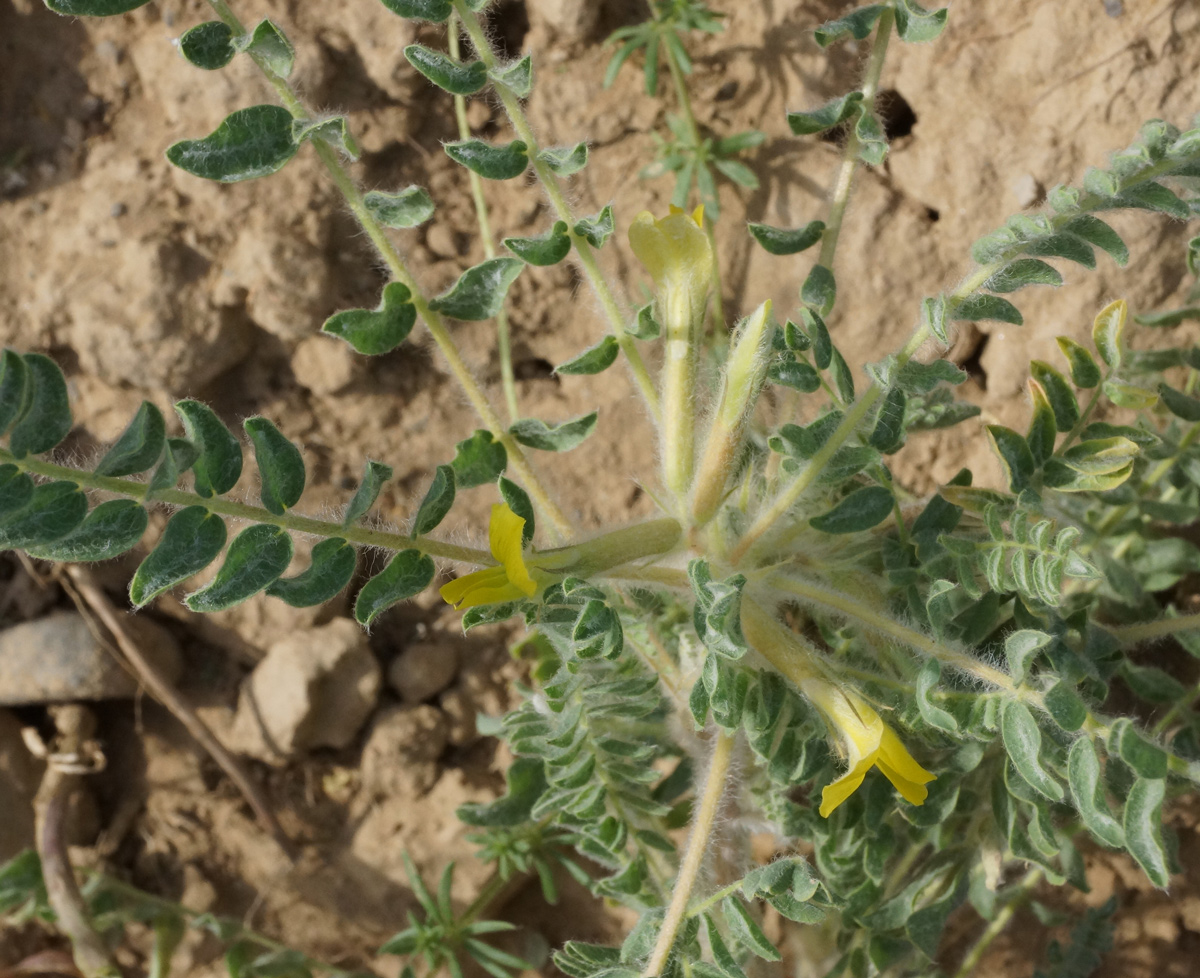 Изображение особи Astragalus lanuginosus.