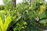 Medinilla magnifica. Цветущие растения. Сингапур, Singapore Botanic Gardens. 18.08.2014.
