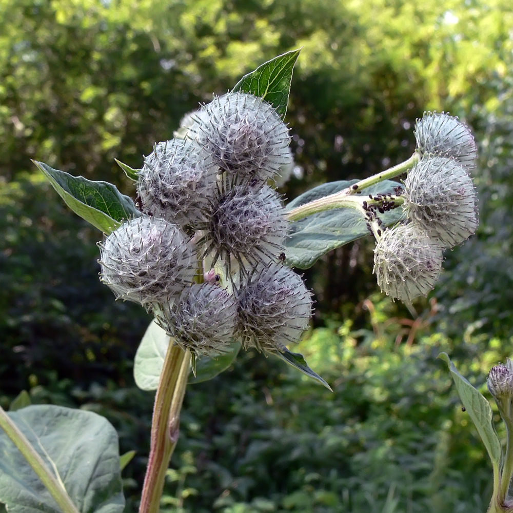 Изображение особи Arctium tomentosum.