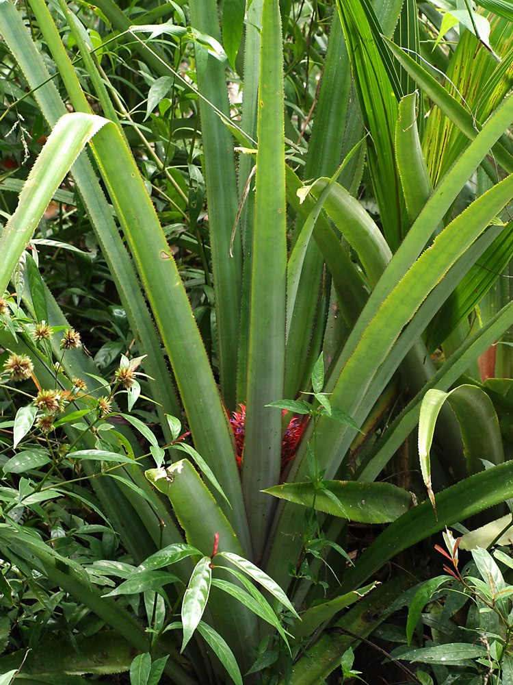 Image of Ananas comosus specimen.