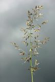 Trisetum sibiricum