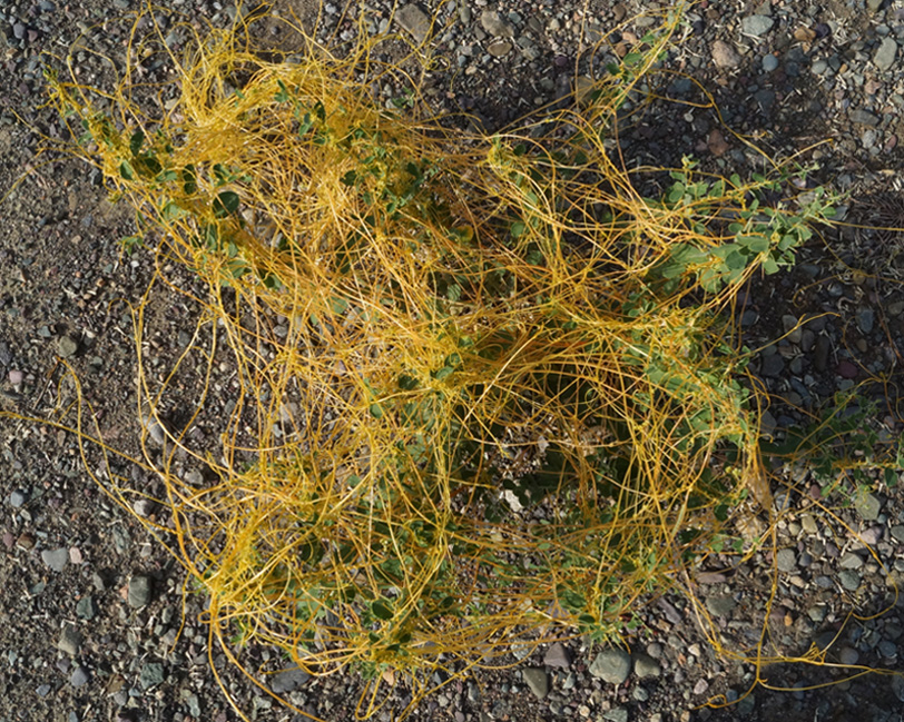 Image of Cuscuta campestris specimen.