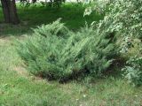 Juniperus sabina. Вегетирующее растение. Иркутская обл., г. Иркутск, в озеленении. 31.07.2015.