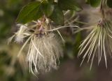 Clematis cirrhosa