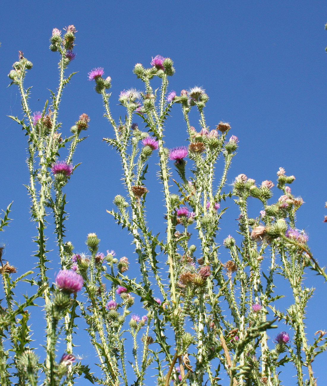 Image of Carduus acanthoides specimen.