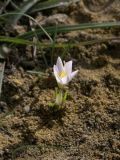 Crocus nevadensis