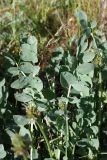 Astragalus platyphyllus. Листья. Южный Казахстан, Сырдарьинский Каратау, р-н перевала Куюк. 10.05.2015.